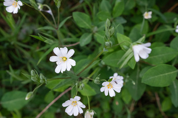 fresh and wild white flowers