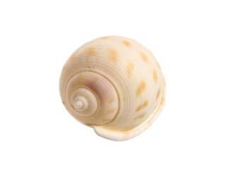Sea shell isolated on white background