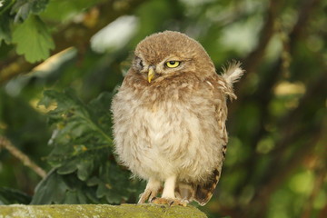 Little Owl on fence with feathers ruffled