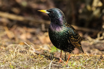 Obraz premium Common Starling (Sturnus Vulgaris) at the park