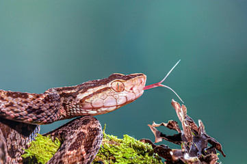 Fer-de-lance Bothrops asper Flicking Tongue
