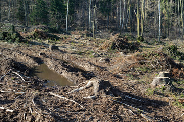 Forest cut trees logging pine spruce, branches cut down pile clearing