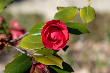 A bud of red camellia japonica Mathotiana