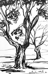 Graphic illustration of trees in a park. Black and white illustration. Image of tree trunks