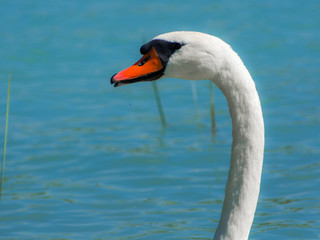 Mute swan in an European freshwater lake
