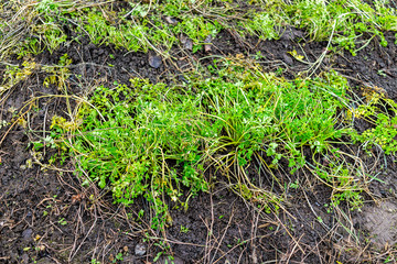 Green parsley leaves plant growing on ground in winter garden vegetable patch on dirt soil rows in Ukraine dacha
