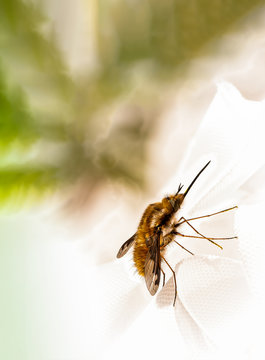 Makroaufnahme eines Gro&szlig;en Wollschwebers (Bombylius major) auf einem wei&szlig;en Tuch