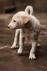 lost stray labrador puppy