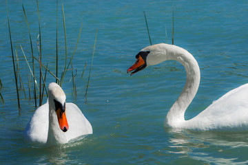 Mute swan in an European freshwater lake