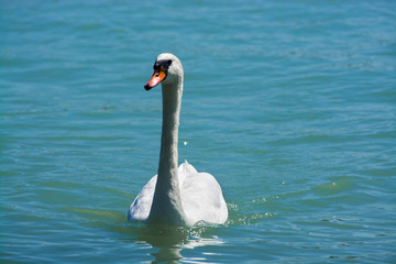 Mute swan in an European freshwater lake