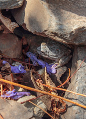 Sapo entre las rocas