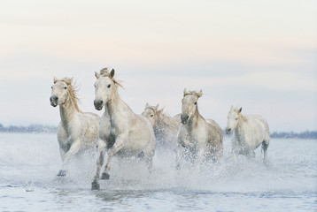  Wild white horses running in the water - 335650817