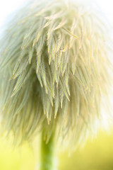Western Anemone Seed Head macro image
