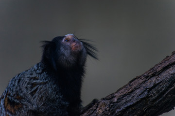 monkey on the branch
