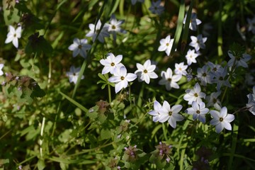 Spring starflower (Ipheion uniflorum) / Amaryllidaceae bulbous prennial grass.