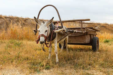 donkey with a cart in a field by the river in Kazakhstan. © Mieszko9