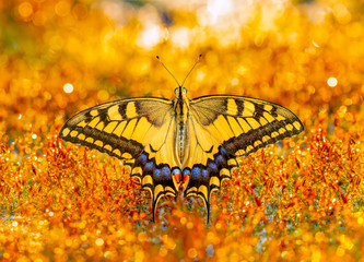 Closeup beautiful butterfly in a summer garden
