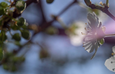 branch of a cherry tree
