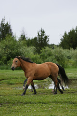 Ranch Horse