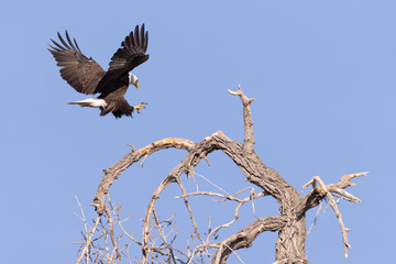 Eagle Landing