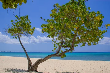Photo sur Aluminium brossé Plage de Seven Mile, Grand Cayman A section of Seven Mile Beach on Grand Cayman in the Cayman Islands. This tropical Caribbean island paradise is a hot spot for affluent tourism 