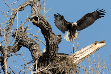 Eagle Nesting
