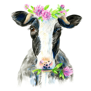 Cow Head With A Wreath Of Pink Clover Flowers.