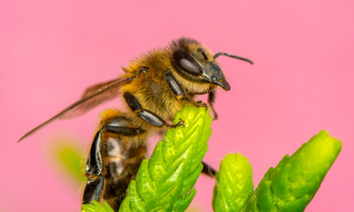 Beautiful  Bee macro in green nature 