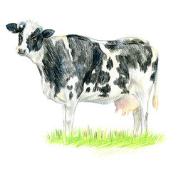 Big cow in the meadow. Full-length image.