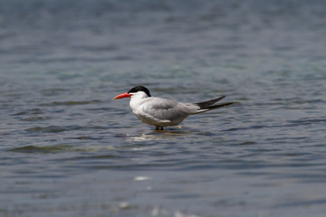 Caspian Tern standing on a rock in shallow water. 