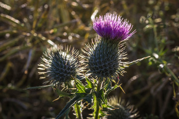 Scottish thistle flower in Bloom.