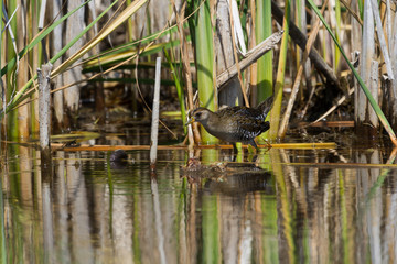 Sora wading in the shallow water of a wetland. 
