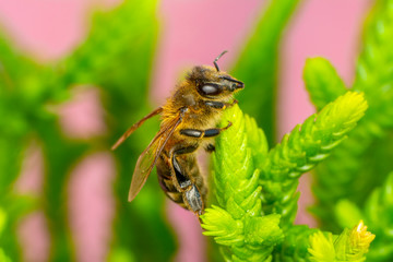Beautiful  Bee macro in green nature 