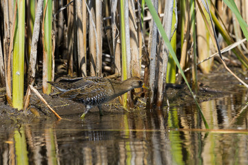 Sora wading in the shallow water of a wetland. 