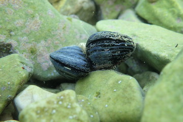 
Shells under water in Croatia