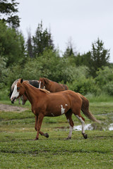 Obraz na płótnie Canvas Ranch Horses