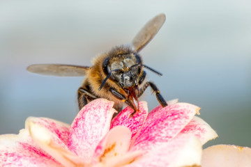 Beautiful  Bee macro in green nature 