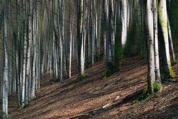 winter Beech forest