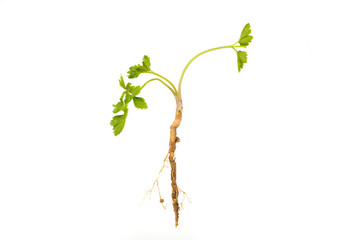 Parsley with roots and leaves on a white