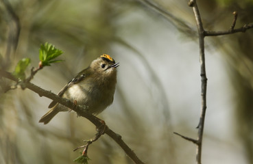 A singing Goldcrest, Regulus regulus, perching on a branch of a tree in spring. It is trying to attract a mate.