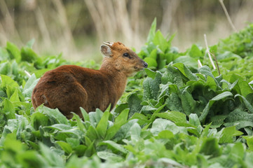 A stag Muntjac Deer, Muntiacus reevesi, feeding on the leaves of Comfrey plants growing in the wild in the UK.