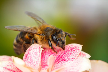 Beautiful  Bee macro in green nature 