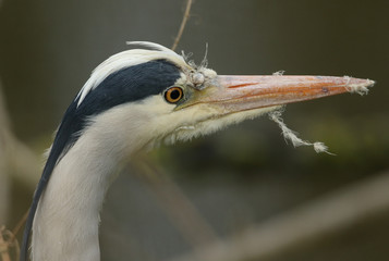  A head shot of a magnificent hunting Grey Heron, Ardea cinerea, standing on the bank of a river.