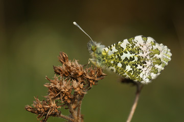 A pretty Orange-tip Butterfly, Anthocharis cardamines, perched on a plant in spring.