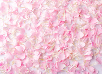 Pink Carnation Petals Texture, Dianthus or Schabaud Background