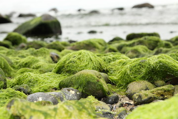 algae on the beach