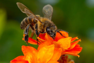 Beautiful  Bee macro in green nature 
