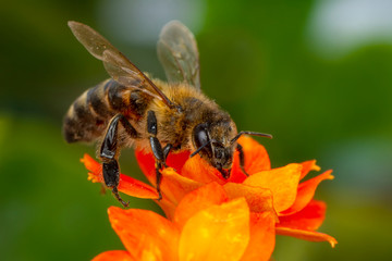 Beautiful  Bee macro in green nature 