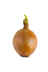 Yellow onion on a white background