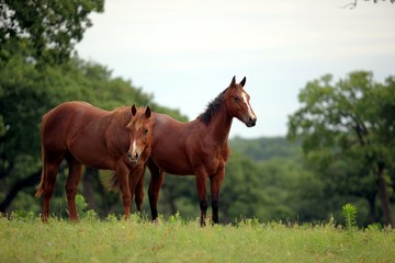 Fototapeta premium Quarter Horses in Pasture